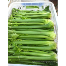 nutritious vegetables fresh chinese celery